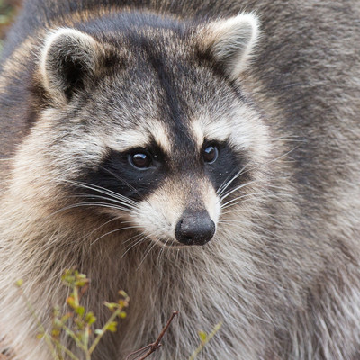 Raccoon