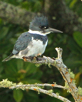Male Belted Kingfisher, Lemon Bay, FL