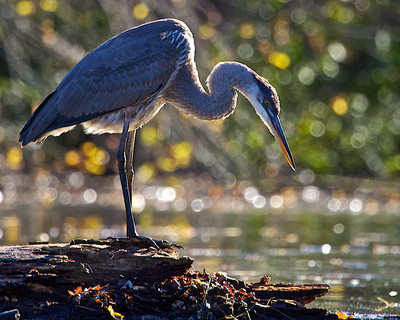 Morning Heron, St. Croix River