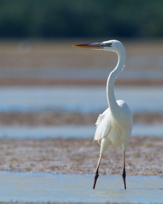 White Heron, Everglades