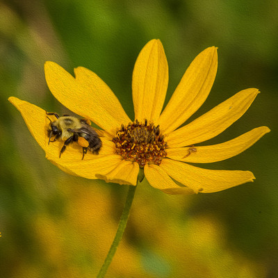 Pollen heavy bee with spider friend on wildflower
