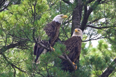 Eagle Mates,St. Croix River, WI