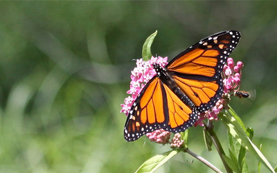 Monarch and Bee on Milkweed, St. Croix River