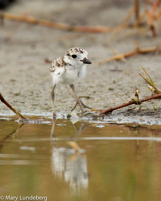 Wilson's plover chick reflection-7109