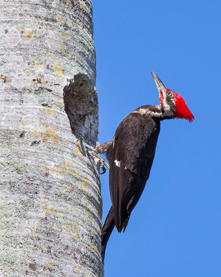 Male Pileated Woodpecker