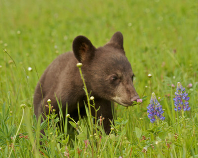 Cub Smelling Flowers