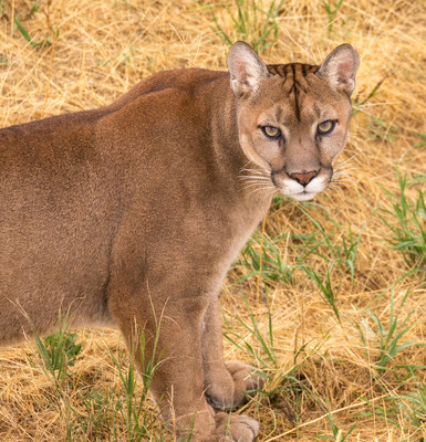Stalking