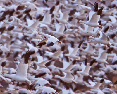Snow Geese Fly Out, Bosque del Apache, New Mexico