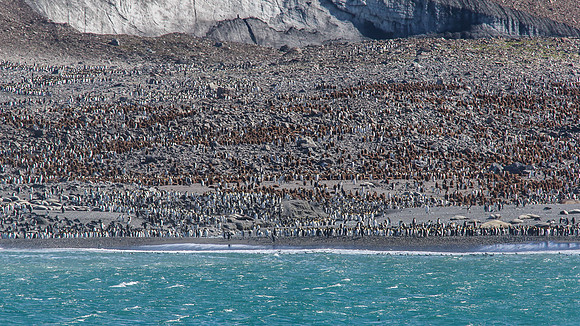 King Penguins Colony