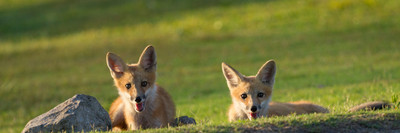 Kits by the Culvert