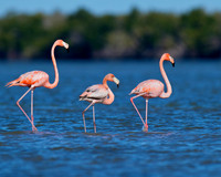 Flamingo Family Outing