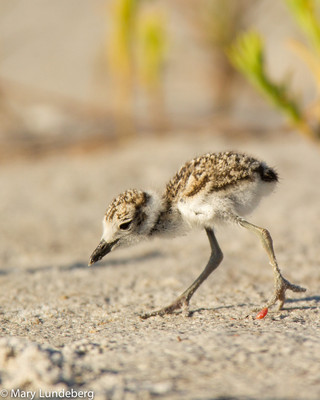 Wilson's Plover Chick Running
