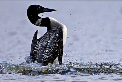 Penquin Dance