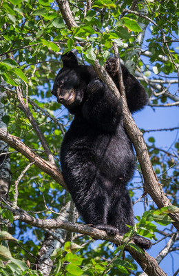 Cub Climbing Tree