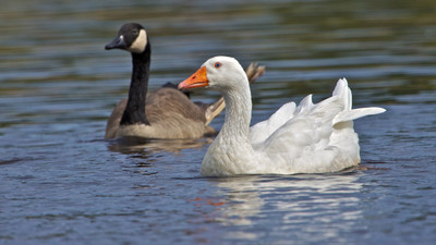 Embden Goose Gone Wild