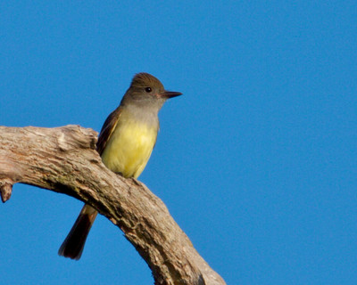 Great Crested Flycatcher