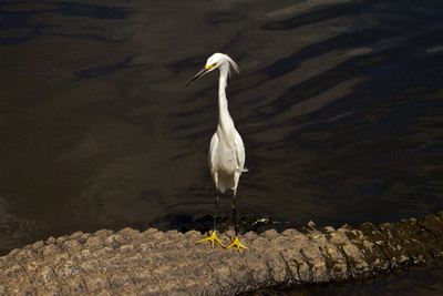 Not so Free Ride: Egret on Alligator