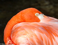 Flamingo-0956