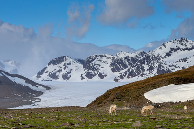 Reindeer grazing