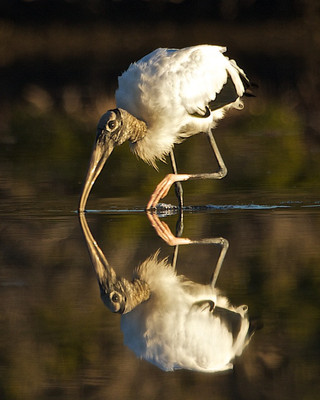 Wood Stork Reflection