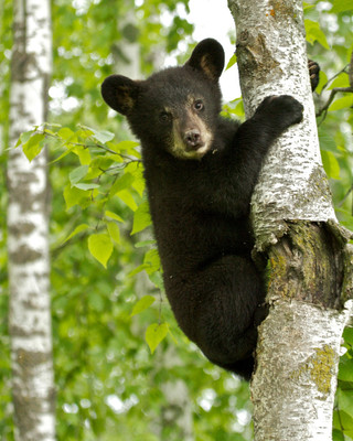 Black Bear Cub Climbing, Sandstone, MN