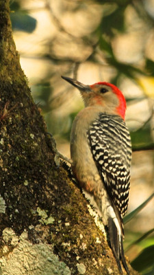 Red Bellied Woodpecker, Corkscrew Sanctuary, FL