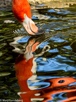 Flamingo-0009