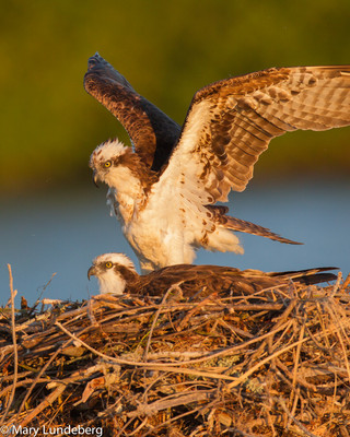 Osprey mates-5729