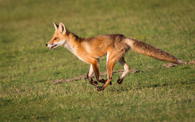 Fox Run