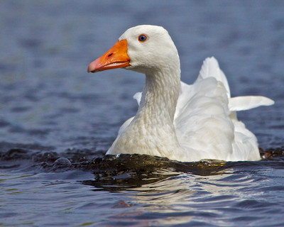 Embden Goose