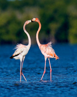 Flamingo Kiss, Everglades