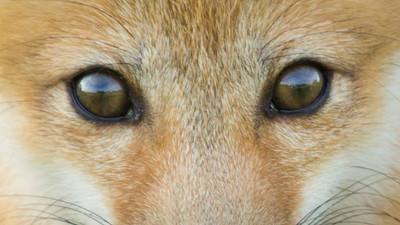 Beautiful Kit Eyes