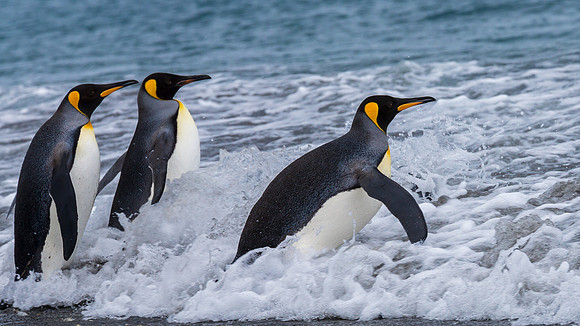 Pouncing Penguins play