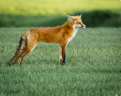 Father Fox