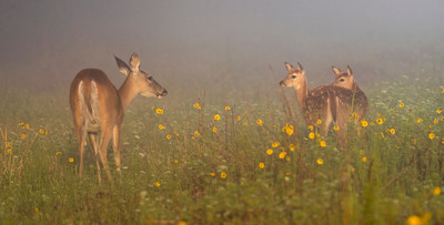 A_doe_watches_over_her_two_fawns