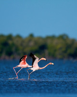 Flamingos