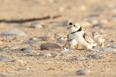 Piping Plover Family
