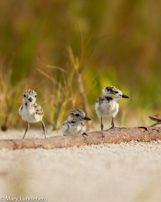 Wilson's Plover chicks, Stump Pass State Park6810