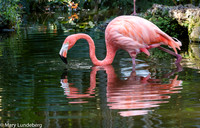 Flamingo-0033