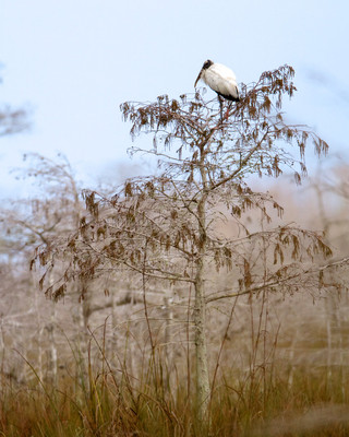 Everglades Stork in Tree