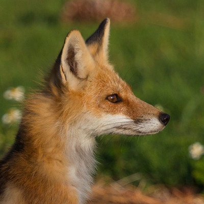 Vixen Profile