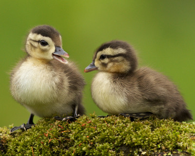 Baby Wood Ducks, Lake Elmo, MN