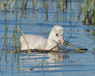 Cygnet feeding