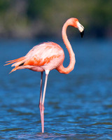 Flamingo Pose