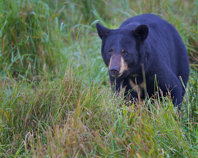 Black Bear Stroll,Orr MN