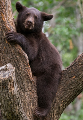 Cinamon Cub