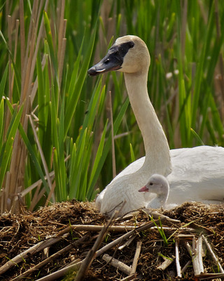 Swan with young