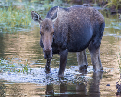 Wet Moose Walking
