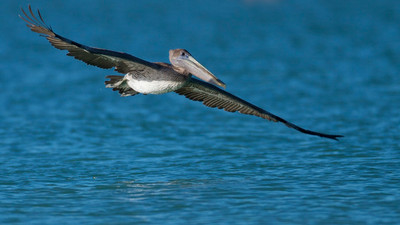 Juvenile Flying