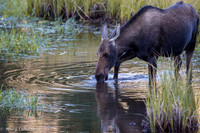 Cow Moose Drinking
